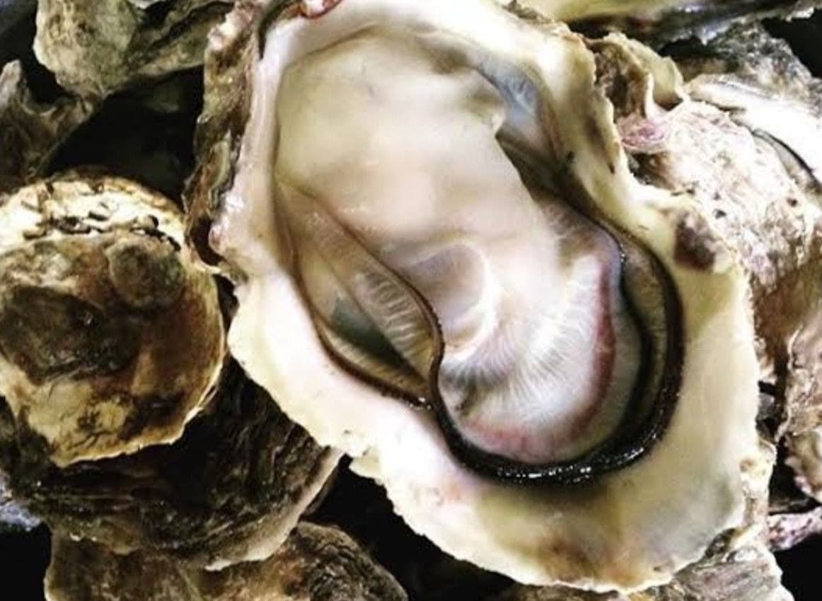 Talaba Half